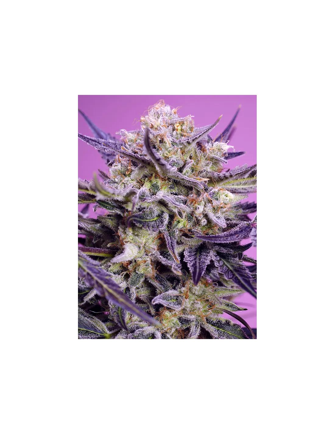 Pink Guava F1 Fast Version Fem 3+1 Semillas Sweet Seeds
