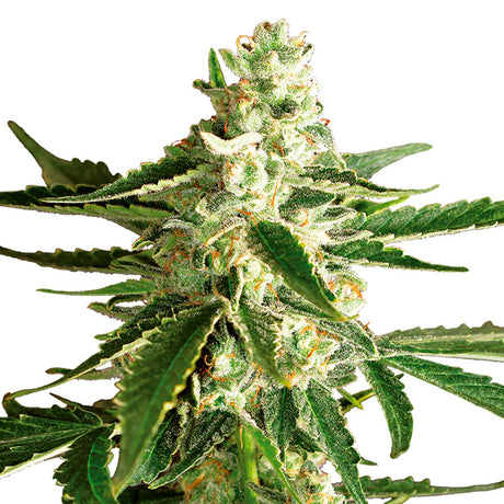 Power Plant 4:20 7 Semillas