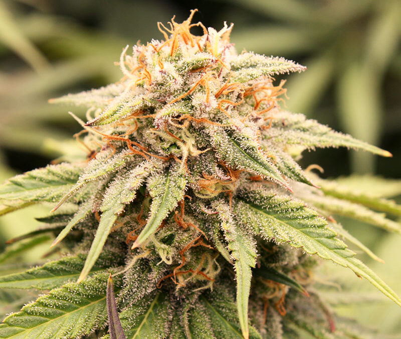 Prizmatic 3 Semillas Humboldt Seeds