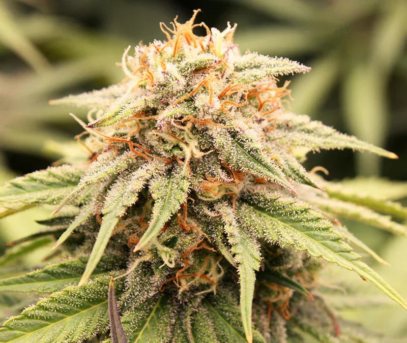 Prizmatic 3 Semillas Humboldt Seeds
