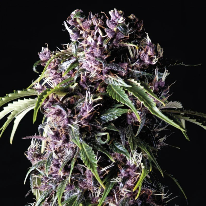 Planta de cogollos morados con hojas verdes, semillas, fondo negro, cultivo indoor
