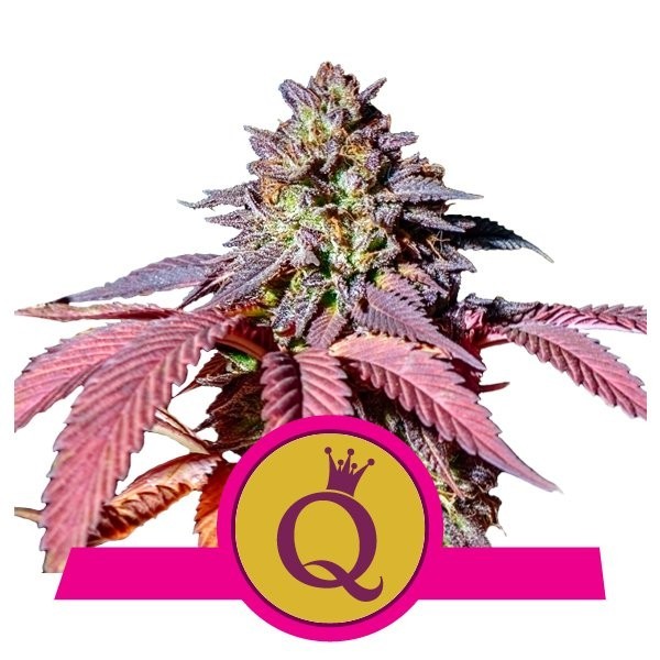 Purple Queen 3 Semilla RQS