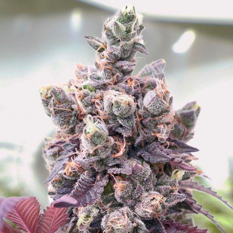 Planta autofloreciente con cogollos densos y hojas moradas, ideal para cultivo indoor.
