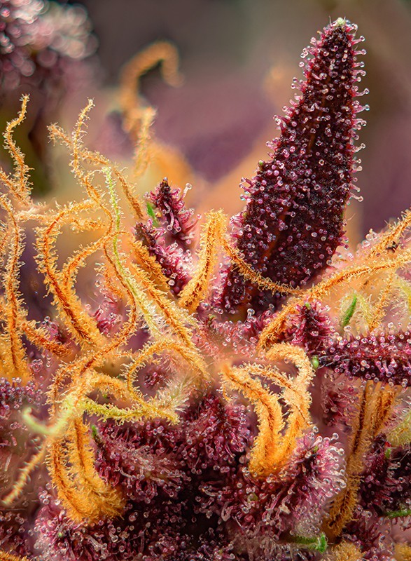 Red Mimosa XL Auto 3+1 Semillas Sweet Seeds