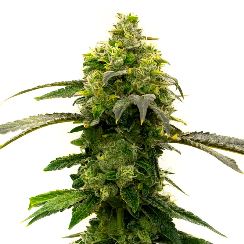 Rosetta Stone 4:20 4 Semillas