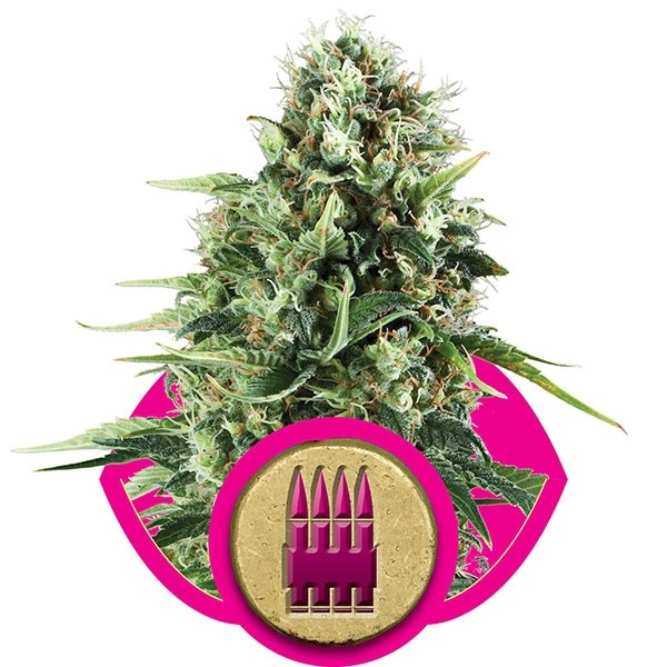 Royal Ak 3 Semilla RQS