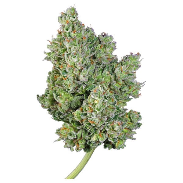 Royal Gorilla Auto 3 Semilla RQS
