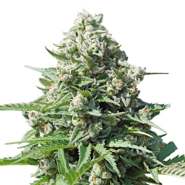Royal Gorilla Auto 3 Semilla RQS