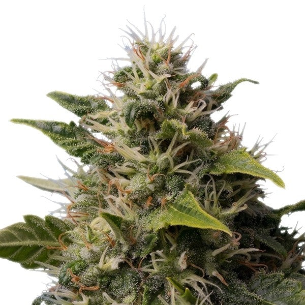 Royal Moby 3 Semillas RQS