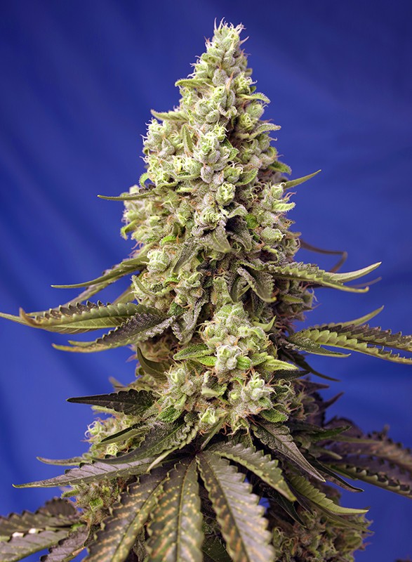 Runtz XL Auto 3+1 Semillas Sweet Seeds