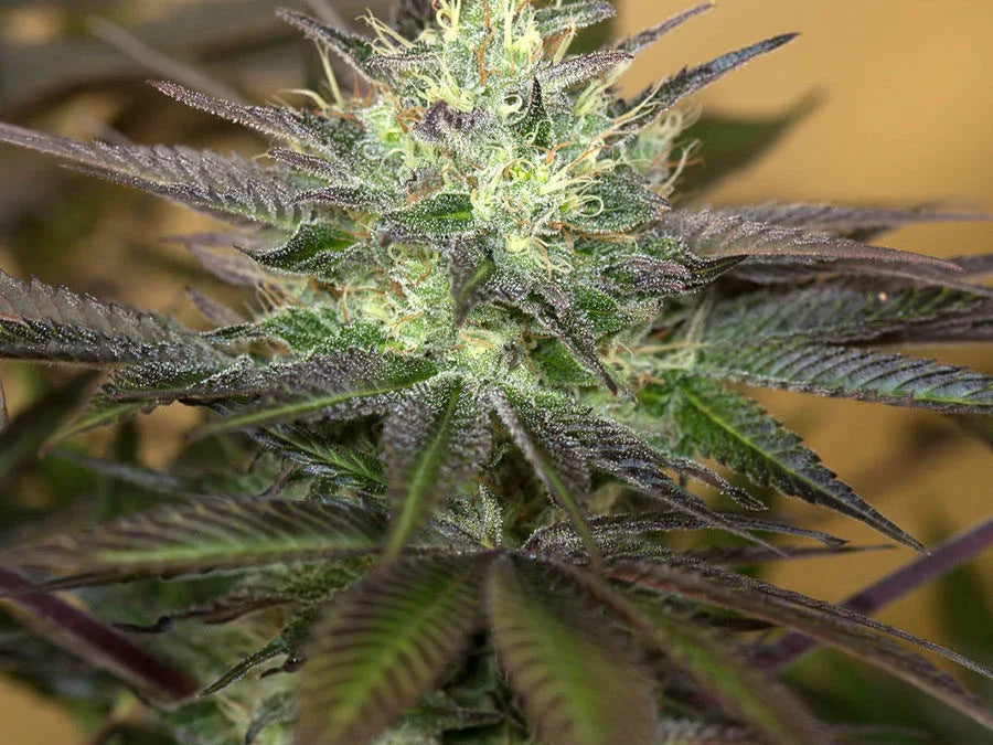 Sapphire Og 3 Semillas Humboldt Seeds