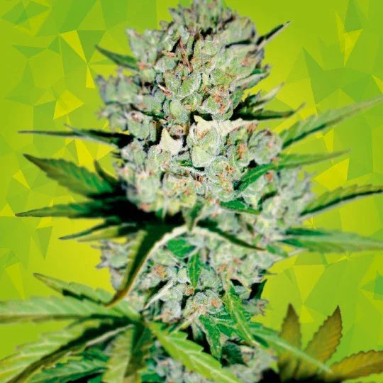 Cogollo de planta autofloreciente con resina y hojas verdes sobre fondo amarillo verdoso, semillas indoor