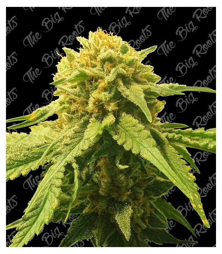 Somango Auto 3+2 The Big Roots