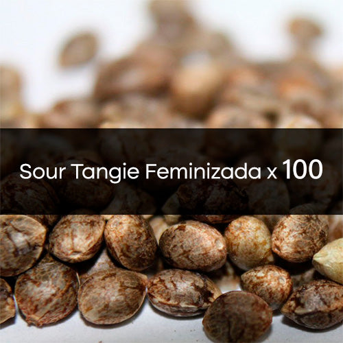 Sour Tangie Feminizada a Granel 100 Unidades