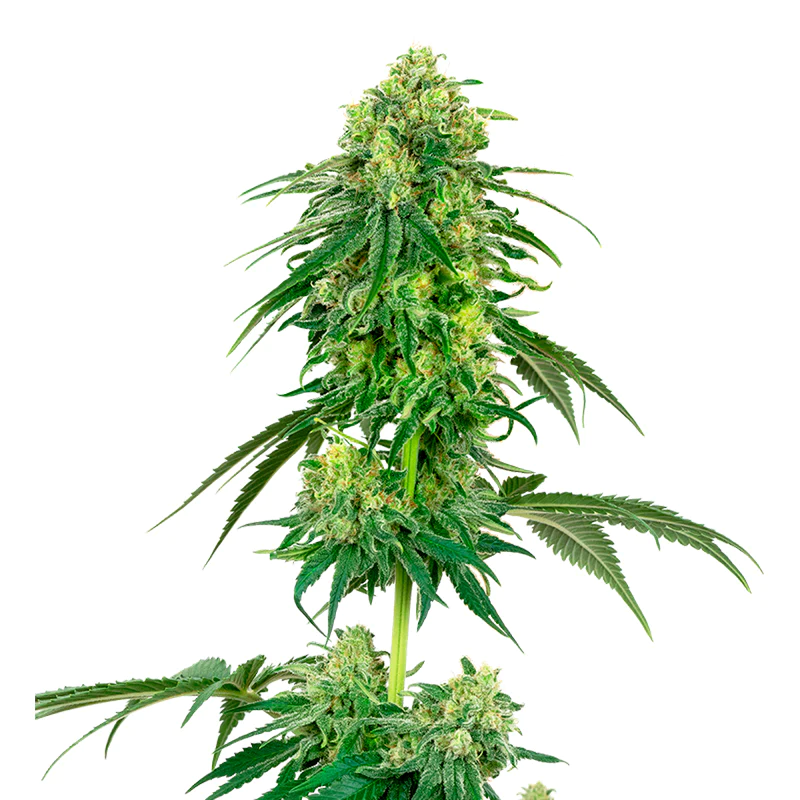 Strawberry 4:20 4 Semillas