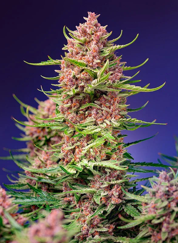 Strawberry Cola Sherbet F1 3+1 Semillas Sweet Seeds