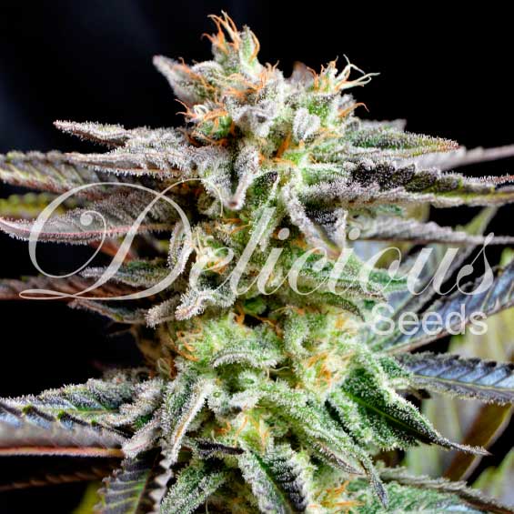 sugar-black-rose