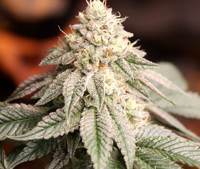 Sunset Bride 3 Semillas Humboldt Seeds