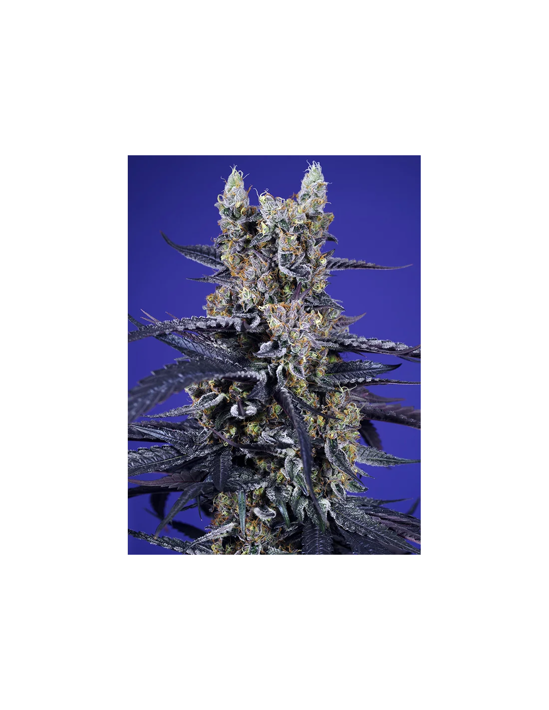 Super Boof XL Auto 3+1 Semillas Sweet Seeds