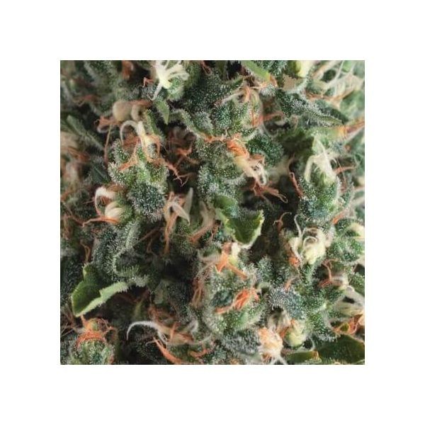 Super Og Kush Auto 3 + 1 Semilla Pyramid Seeds