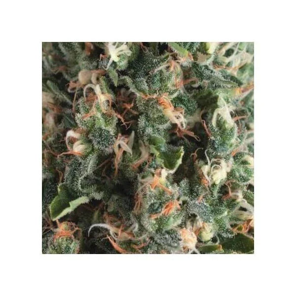 Super Og Kush Auto 3 + 1 Semilla Pyramid Seeds