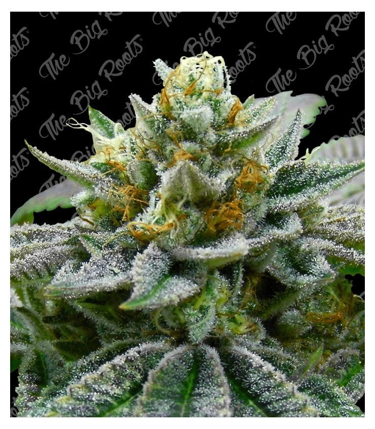 Super Skunk 3+2 The Big Roots
