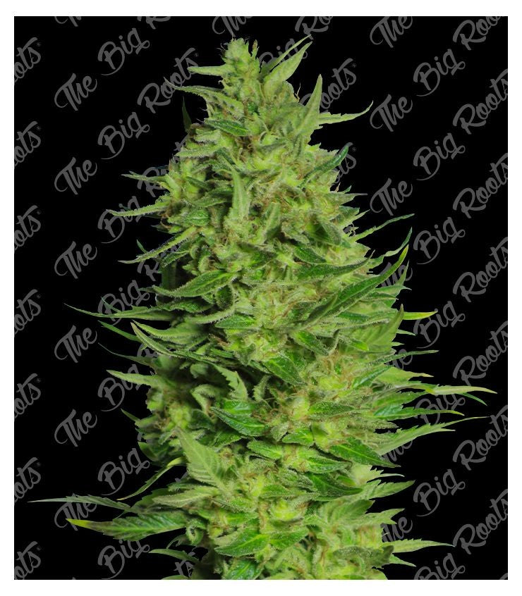 Super Skunk Fast 3+2 The Big Roots