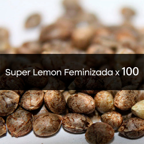 Super Lemon Feminizada a Granel 100 Unidades