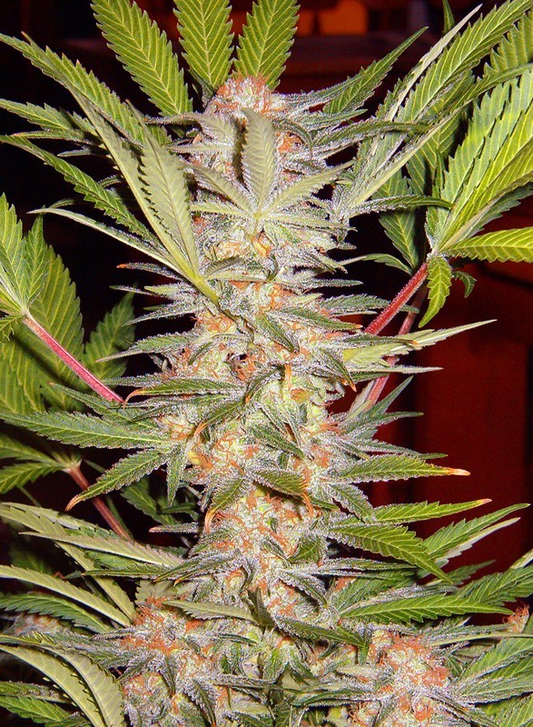 Sweet Afghani Delicious S.A.D F1 Fast Version 3+1 Semillas Sweet Seeds