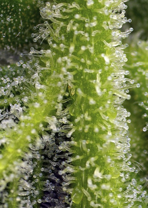 Sweet Gelato Auto 3+1 Semillas Sweet Seeds