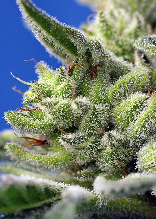 Sweet Gelato Auto 3+1 Semillas Sweet Seeds