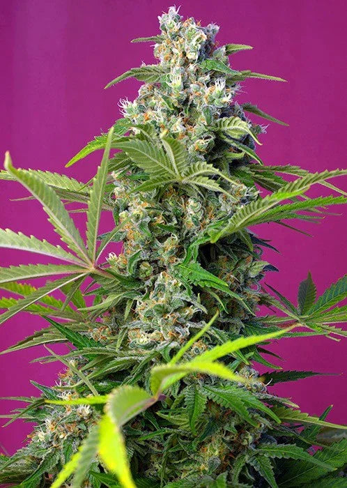Planta de cannabis con cogollos densos y abundantes, fondo violeta, semillas feminizadas