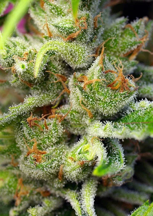 Primer plano de cogollo de planta con tricomas y pistilos naranjas, cultivo indoor