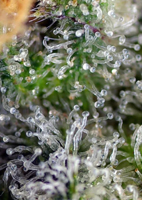 Detalle macro de tricomas en flor de planta en cultivo indoor, alto contenido de resina