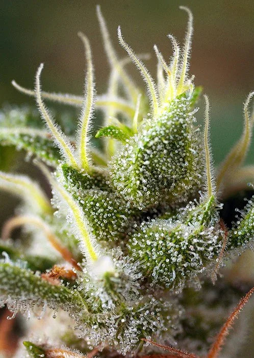 Primer plano de flor resinosa de cannabis Sweet Gorilla Girl F1 con tricomas visibles