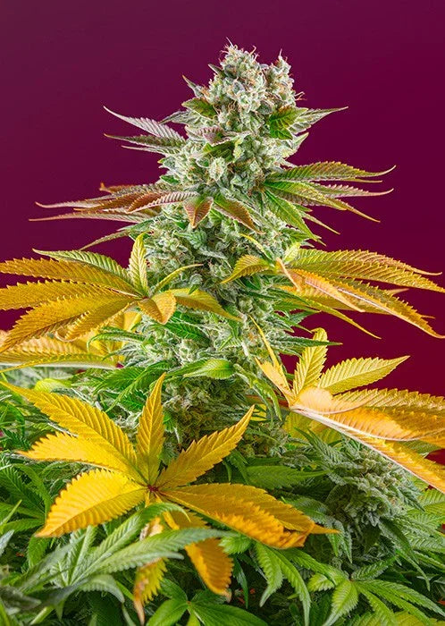 Planta de cannabis Sweet Gorilla Girl F1 con cogollos resinosos y hojas verdes y amarillas