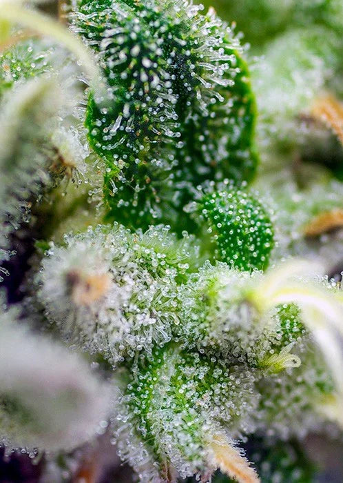 Macro de cogollo cubierto de resina y tricomas, semillas autoflorecientes Sweet Seeds