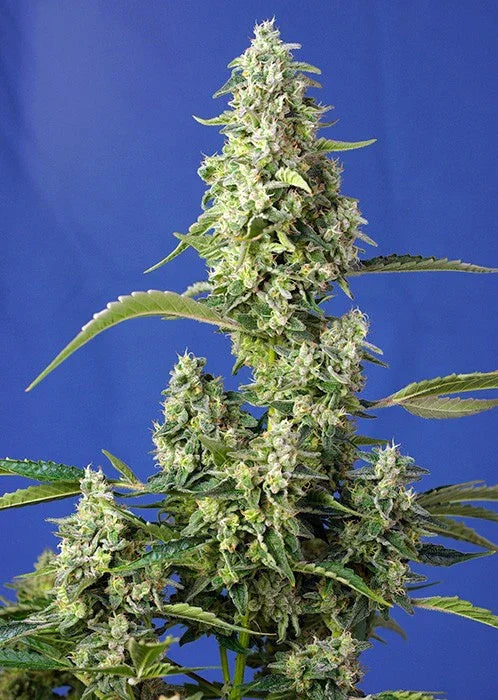 Planta de cannabis autofloreciente con cogollos densos y abundantes, fondo azul