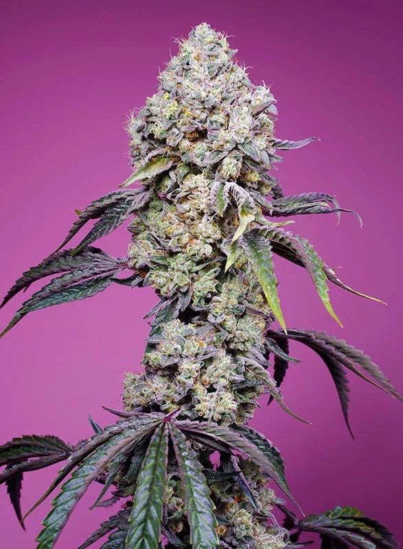 Cogollo de planta Sweet Mandarine Zkittlez F1 Fast Version con fondo púrpura, semillas feminizadas