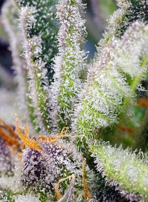 Macro de cogollo cubierto de tricomas y pistilos naranjas, semillas Sweet Mandarine Zkittlez
