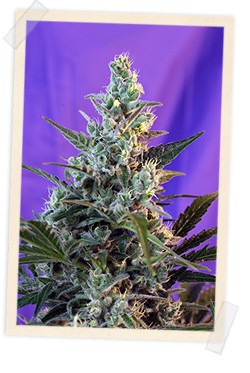 Sweet Skunk Auto 3+1 Semillas Sweet Seeds