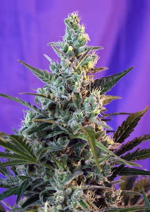 Planta de cannabis Sweet Skunk F1 en floración, cogollos densos y tricomas visibles, fondo violeta.