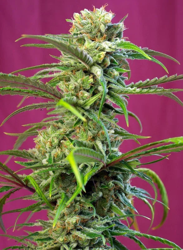 Planta de cannabis Sweet Tai con cogollos resinosos y hojas verdes sobre fondo púrpura