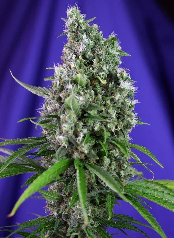 Sweet Trainwreck Auto 3+1 Semillas Sweet Seeds