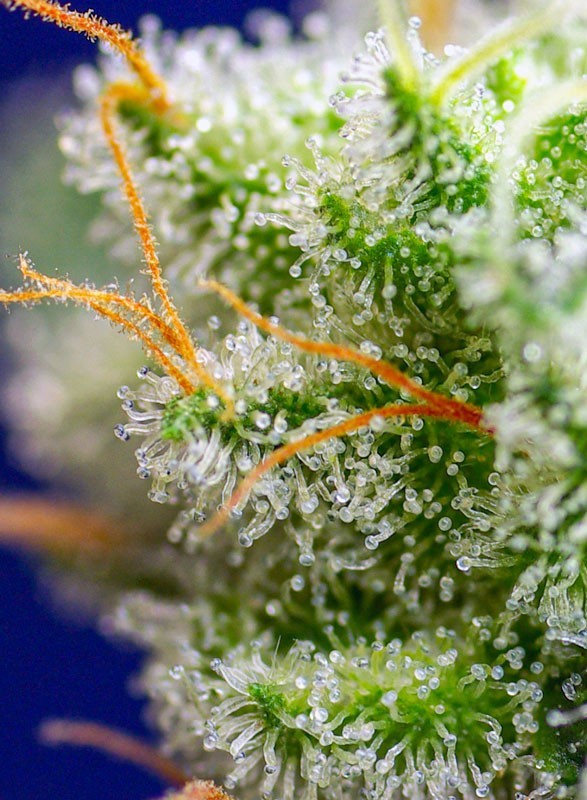 Sweet Zenzation 3+1 Semillas Sweet Seeds