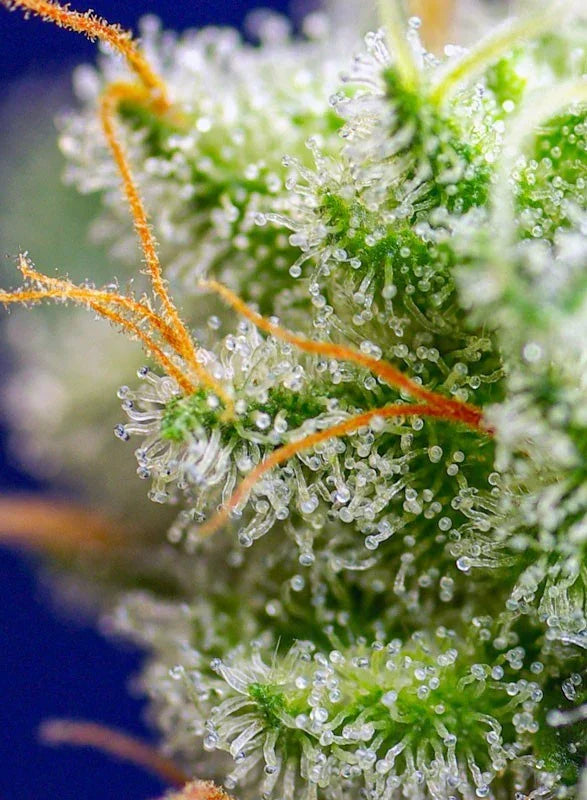 Sweet Zenzation 3+1 Semillas Sweet Seeds