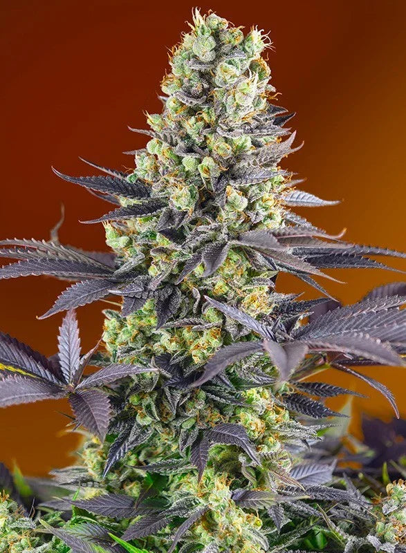 Sweet Zenzation 3+1 Semillas Sweet Seeds