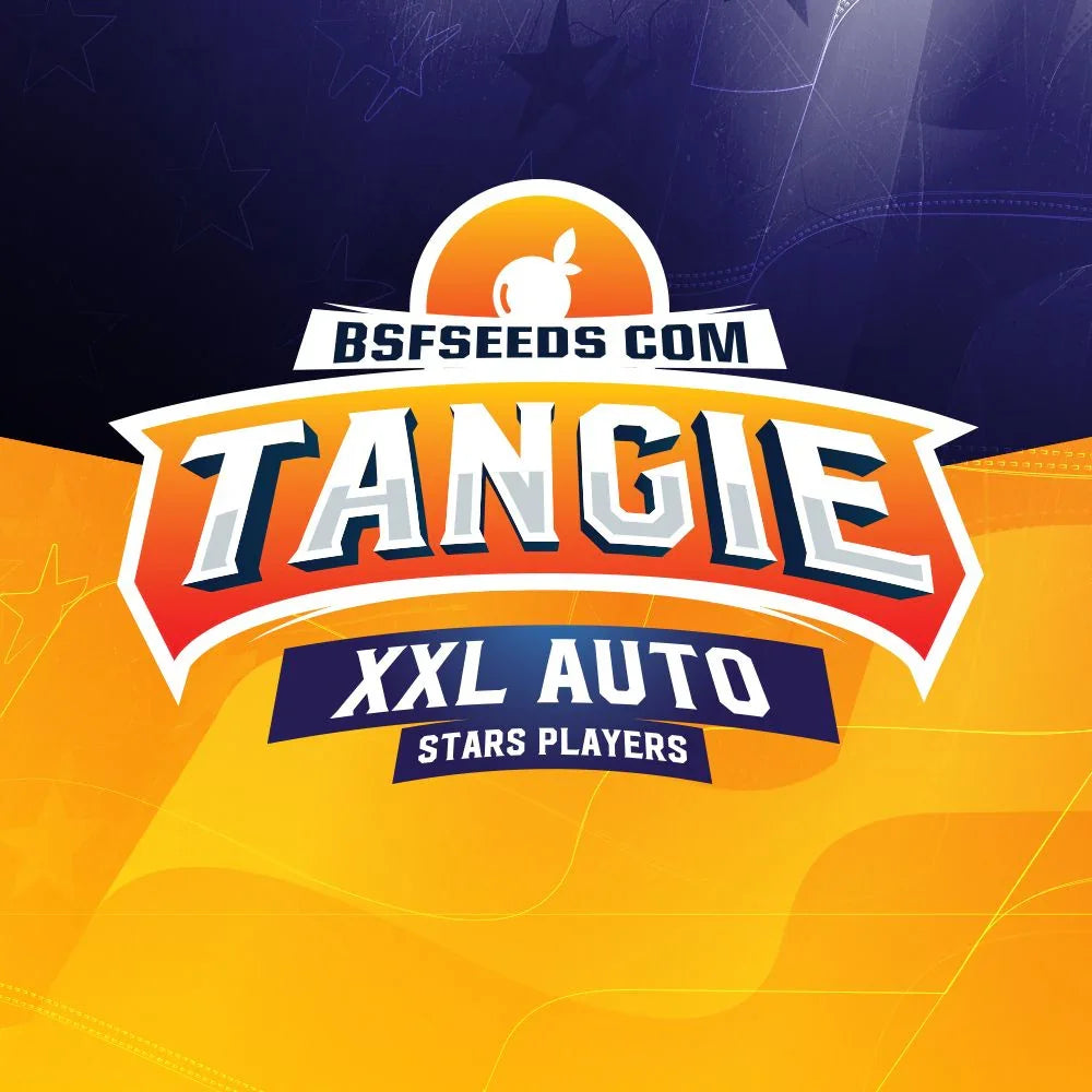 Etiqueta colorida de semillas Tangie XXL Auto con logotipo, sobre fondo naranja y azul.