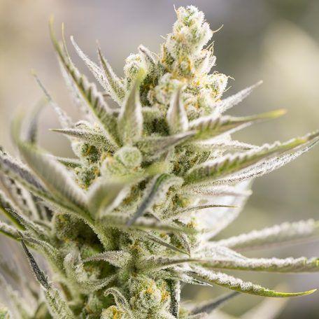 Planta de cannabis autofloreciente Tangie XXL en etapa de floración, tricomas visibles