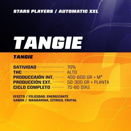 Ficha de características de semillas Tangie XXL Auto, información sobre satividad, producción y ciclo.